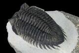 Coltraneia Trilobite Fossil - Huge Faceted Eyes #165840-4